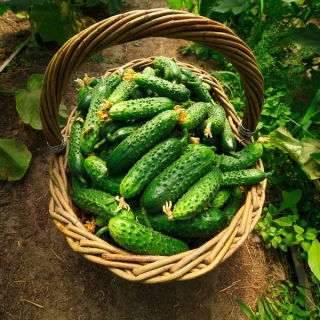 Uborka - Dar - BIO - 110 magok - Cucumis sativus