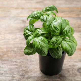 Busuioc verde - SEED DISC - Ocimum basilicum - semințe