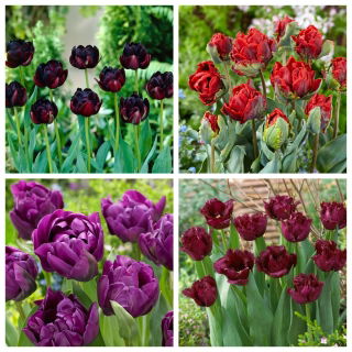 Schwarze Magie - Set mit 4 Tulpensorten - 40-tlg. - 