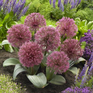 Sierui Nevskianum - Allium nevskianum - 