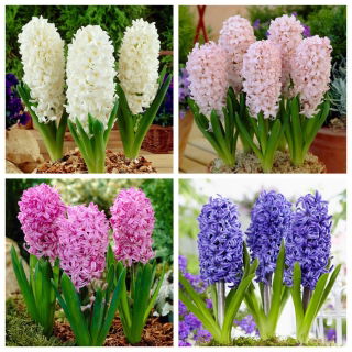 Higher Love – set of 4 hyacinth varieties - 36 pcs.