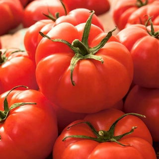 Pomodoro - Jutrosz -  Lycopersicon esculentum - Jutrosz - semi