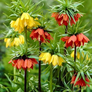 Crown imperial - mezcla amarilla y roja - 6 piezas