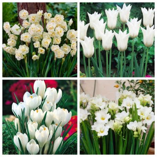 Bima Sakti - kumpulan 4 spesies tanaman - 60 pcs. - 