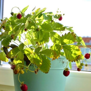 มินิการ์เด้น - สตรอเบอร์รี่ป่า - สำหรับการเพาะปลูกบนระเบียงและระเบียง -  Fragaria vesca - เมล็ด
