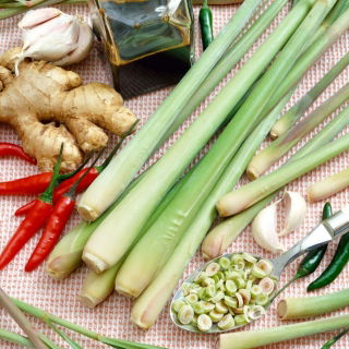 Citronelă - Cymbopogon flexuosus - Plantă culinară și medicinală, cu utilizare multifuncțională - Semințe proaspete