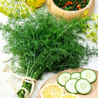 Eneldo - Kozak - Variedad aromática para uso fresco y encurtidos - Semillas frescas