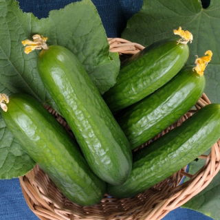 Kurkku Lawina -  Cucumis sativus - Lawina - siemenet
