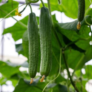 Salatalık salatası 'Topaz' - örtü altında yetiştiriciliği için -  Cucumis sativus - Topaz - tohumlar