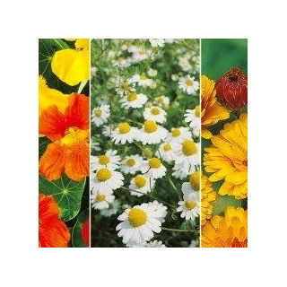 Herbs for Hair Care seeds – 3 in 1