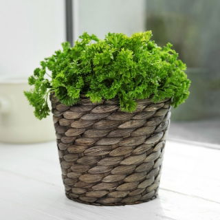Persille -  Petroselinum crispum - frø