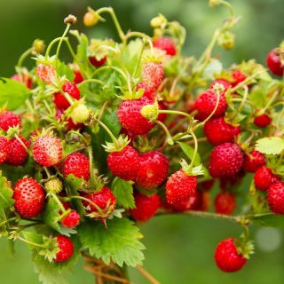 توت فرنگی وحشی بی نظیر - غنی از ویتامین C و مواد معدنی -  Fragaria vesca - دانه