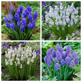 Fresh Gale - set of 4 grape hyacinth varieties - 80 pcs.