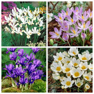 Spring Show - Iris og krokussæt - 80 stk.
