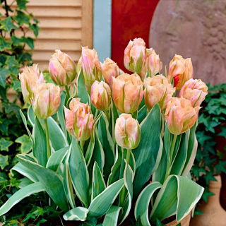 Tulipán "China Town" - paquete de 5 piezas