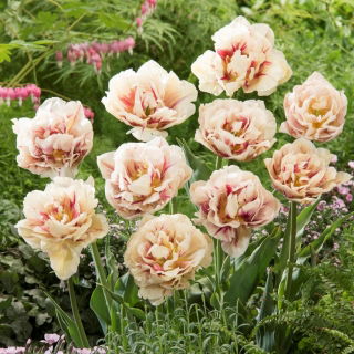 Double tulip "Flaming Margarita" - 5 pcs. Pack