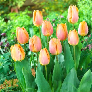 Hoàng tử cá hồi hoa tulip - Gói 5 chiếc - 