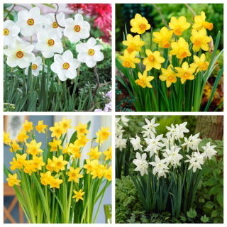 Selection of low growing daffodils – 60 pcs