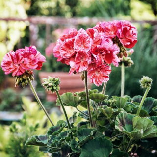Pelargonium "Raspberry Ripple" - roz-portocaliu cu puncte roșii; Geranium, Storksbill - 6 semințe - Pelargonium x hortorum