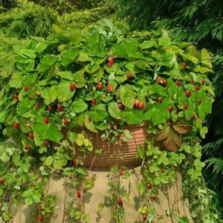 Smultron - Attila - 330 frön - Fragaria vesca