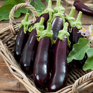 Aubergine - Avan F1 - Solanum melongena - frön