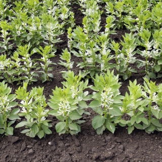 Paardenboon voor dagzaad - 1000 g - Vicia faba minor - zaden