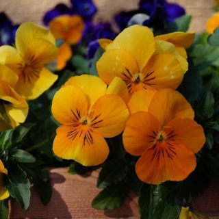 Penséer - Cats - 10 frön - Viola wittrockiana