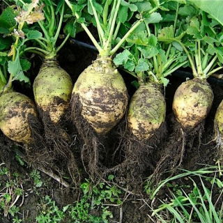 Rutabaga "Seaside" - 100 g - Brassica napus L. var. Napobrassica - zaden