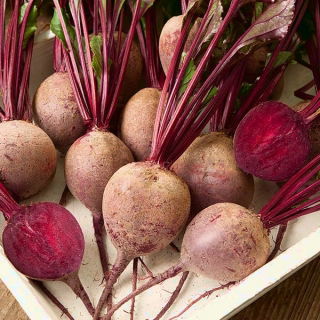 جذر الشمندر الأحمر 'Betako F1' -  Beta vulgaris - Betako - ابذرة