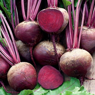 Rdeča pesa "Granata F1" - Beta vulgaris - semena