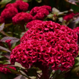 Tarajos celózia - Toreador - 360 magok - Celosia argentea cristata