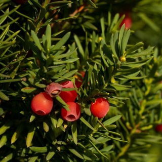 Parastā īve - 20 sēklas - Taxus baccata L.