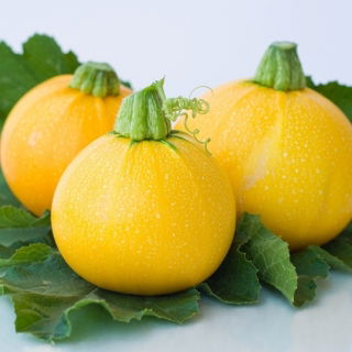 Zucchini "One Ball F1" - 8 seeds