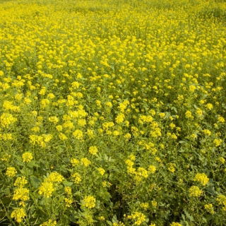 Vitsenap - Bardena - 1000 g - 130000 frön - Sinapis alba