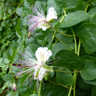 Alcaparra - Capparis spinosa - semillas