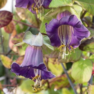 Glockenrebe Blaue - Cobaea scandens - 7 Samen