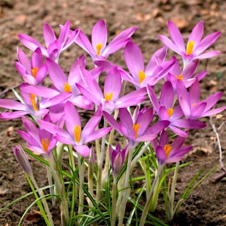 Crocus Roseus - 10 pezzi