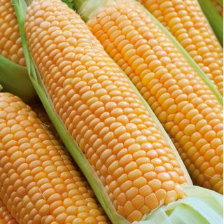 Sugar corn "Rustler F1"