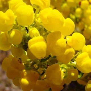 Zapatilla Semillas Flor - Calceolaria Mexicana