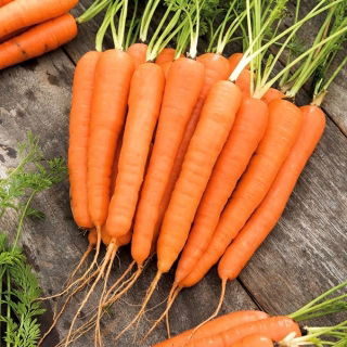 Морковь дикая - Lenka - 50 грамм -  Daucus carota - семена