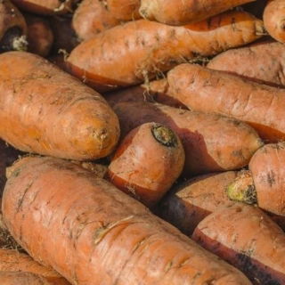 Morcovul sălbatic "Krystyna" - 150 g - 127500 de semințe -  Daucus Carota 