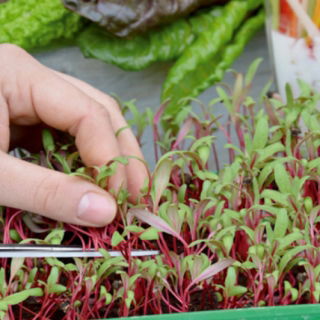 Microgreens - Acelga - 450 semillas - Beta vulgaris var. vulgaris