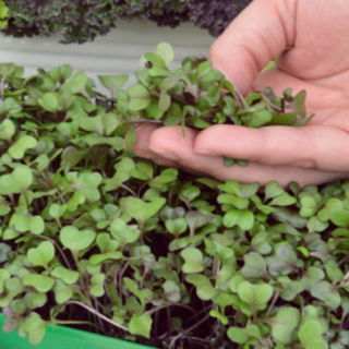 Microgreens - Red kale "Scarlet" - frunze tinere cu gust excepțional - 900 de semințe - Brassica oleracea L. var. sabellica L.