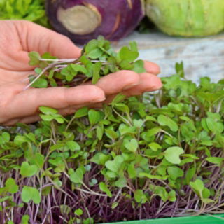 Knutekål - Microgreens - 1040 frø - Brassica oleracea var. Gongylodes L.