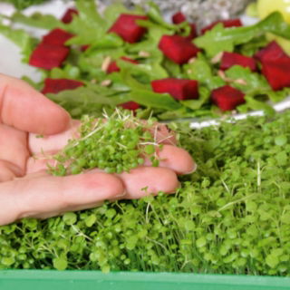 Microgreens - Orvosi vízitorma - 8000 magok - Nasturtium officinale W. T. Aiton