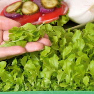 Microgreens - Green lettuce - young leaves with exceptional taste - 1250 seeds