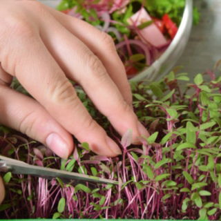 Microgreens - Red amaranth - nuoret lehdet, joilla on ainutlaatuinen maku - 4000 siementä -  - siemenet