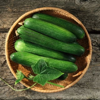 Uborka - Marta F1 - 35 magok - Cucumis sativus
