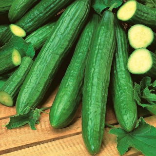 Mentimun "Saladin F1" - rumah kaca, varietas buah panjang - 24 biji - Cucumis sativus