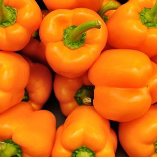 ペッパー "Rewia"  - 甘い -  100種子 - Capsicum L. - シーズ